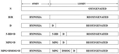 Diazoxide Post-conditioning Activates the HIF-1/HRE Pathway to Induce Myocardial Protection in Hypoxic/Reoxygenated Cardiomyocytes